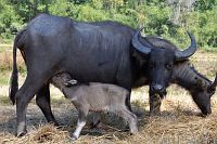 eerste-buffelbaby
